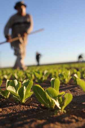 Agriculture Industry